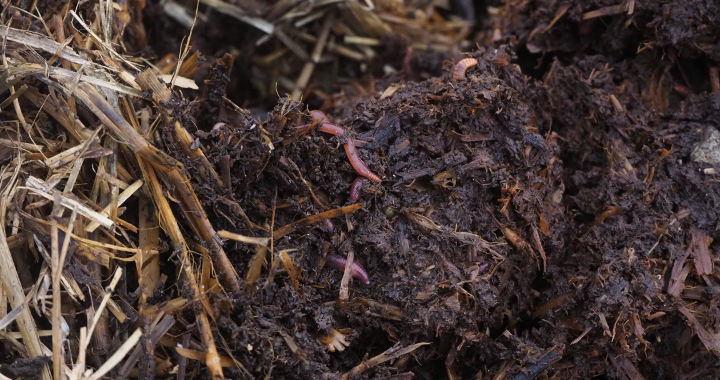 lombricompostage Litière de vers pour créer une ferme lombricole