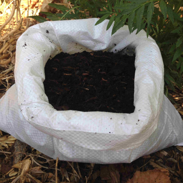 Achat de vers de compost Eisenia fetida