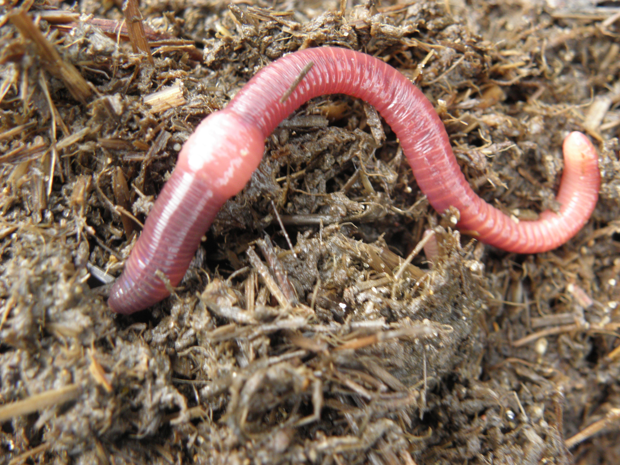 Eisenia_foetida Terrestris, votre partenaire paysagiste à Ecully