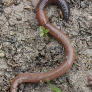 Vers de compost : achat de vers de terre, vers pour