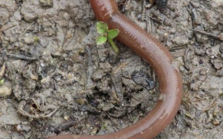 LOMBRICUS terrestris