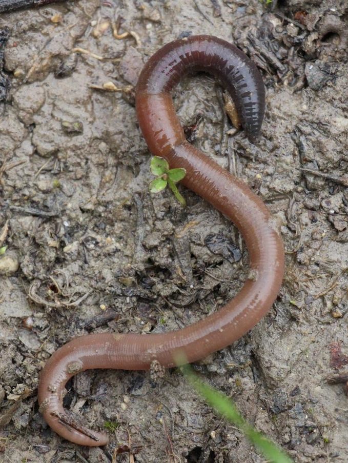 Lombric, ver de terre, lumbricus terrestris