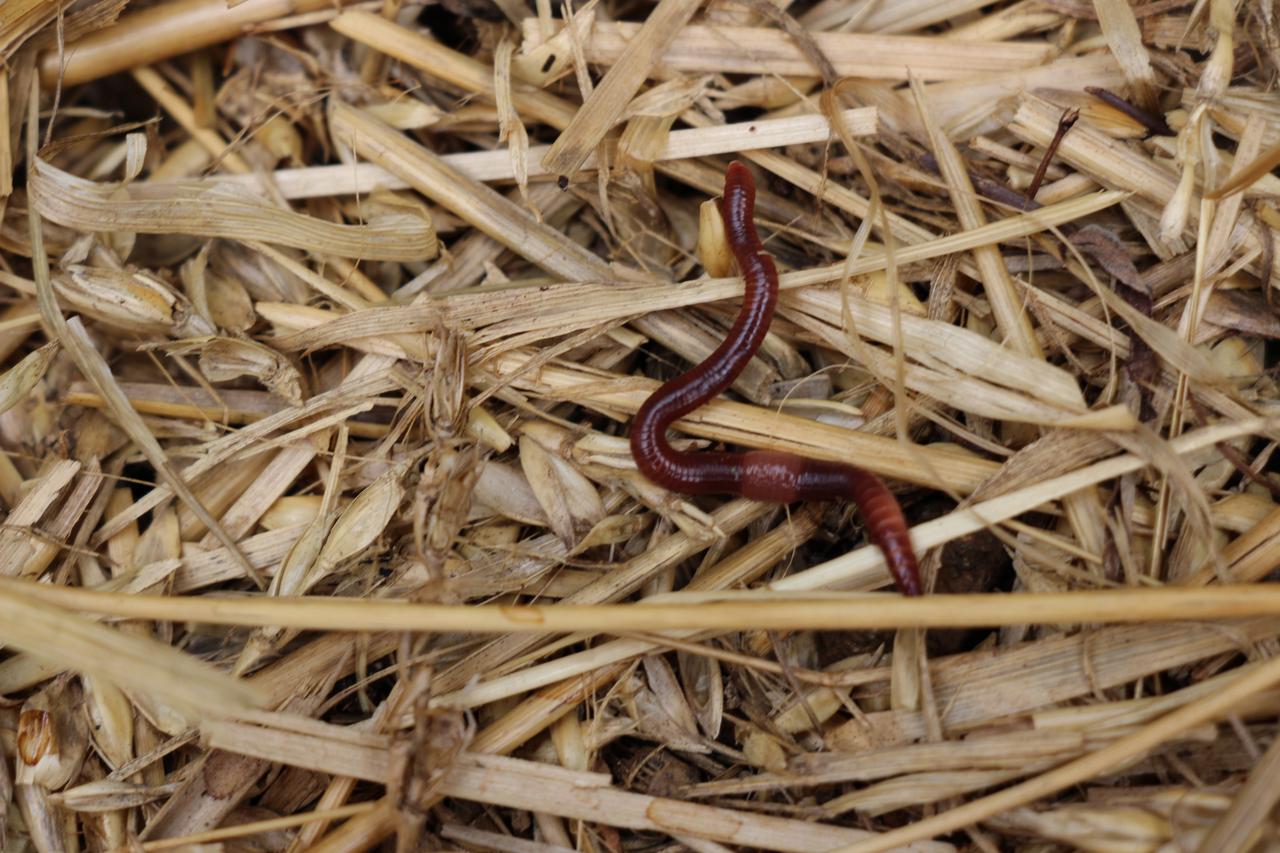 Eisenia fetida Terrestris, votre partenaire paysagiste à Ecully