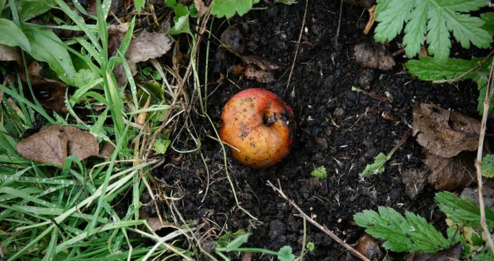 Un andain de lombricompostage, pour faire de vos biodéchets du compost à Lyon et alentour