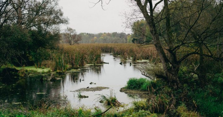 pexels-luke-hodde-12273102 Plantation de haies dans le Beaujolais par Terrestris en février 2020