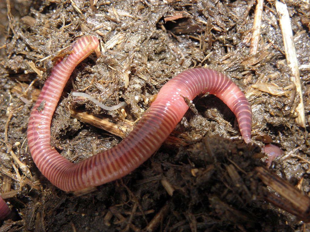 Vers de Terre rouges californiens Eisenia fetida 400gr